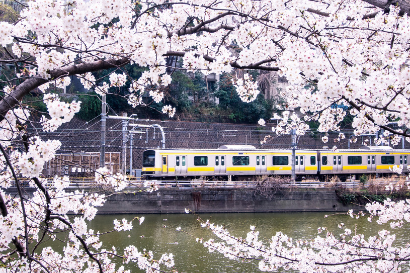 電車の学割、大学生も適用されるの？